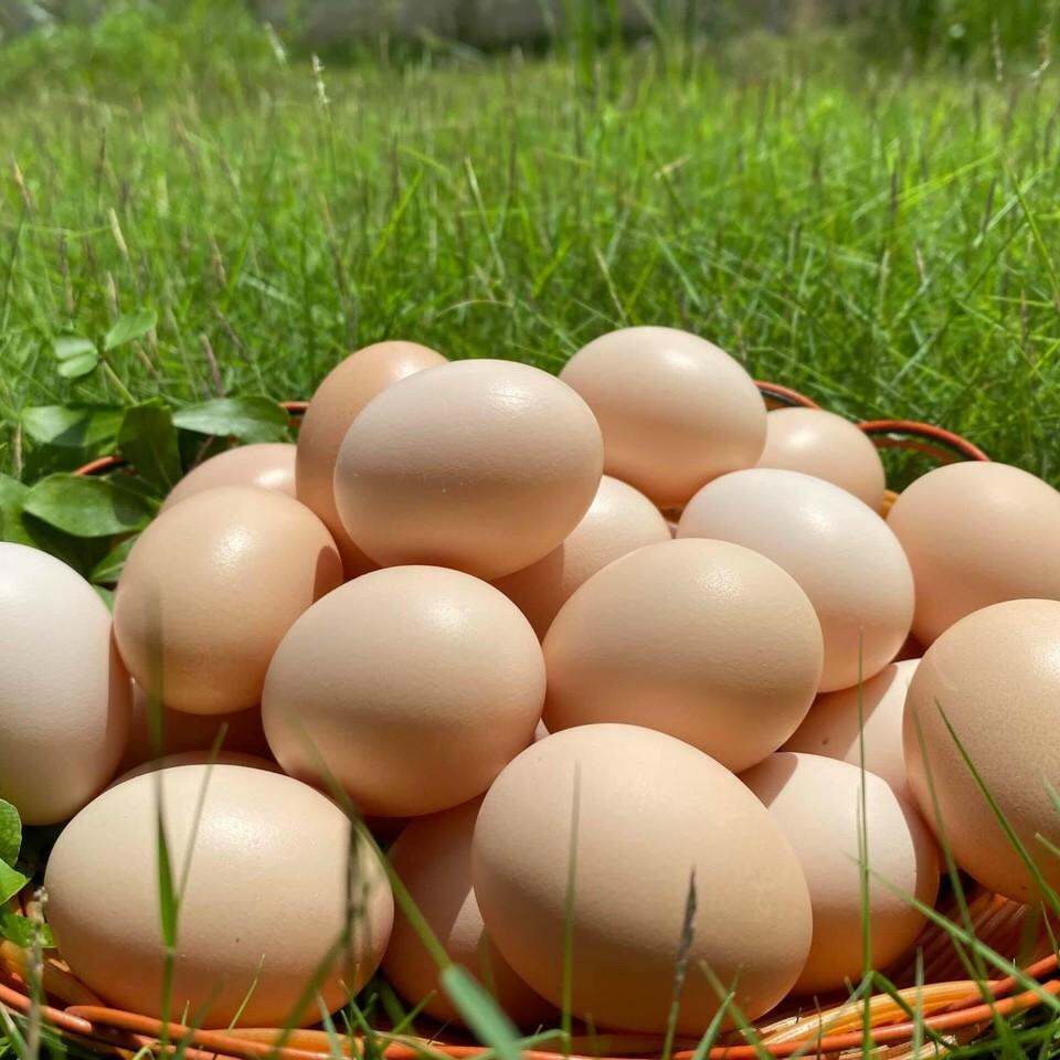 Trứng gà ác (Gà Ri) so Hoàn Hảo Vina Hộp nhựa 10 trứng - Siêu thị hàng Nhật Konni39 Mỹ Tho