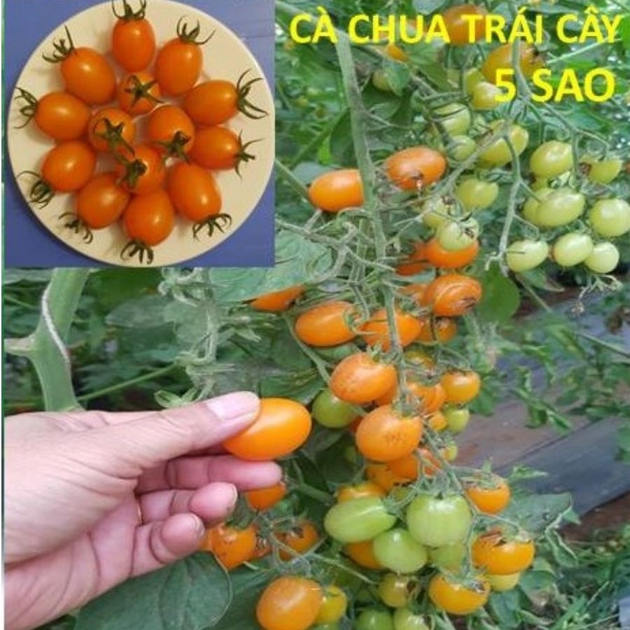 Giống Cà Chua Trái Cây 5 SAO