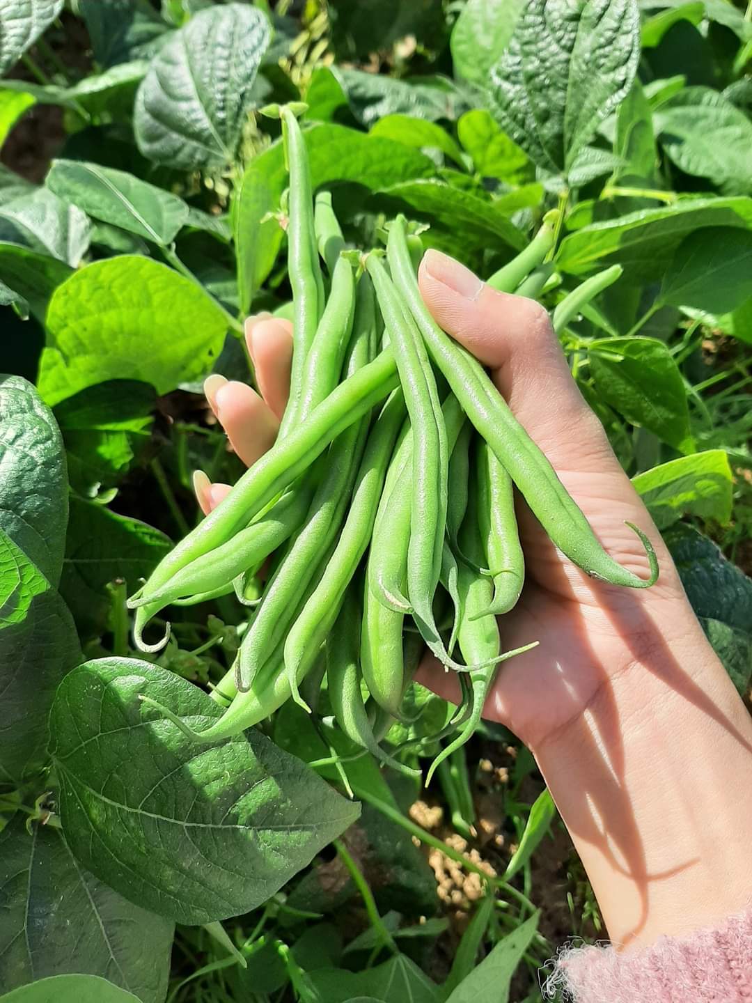 Đậu cove Nhật - 500gr