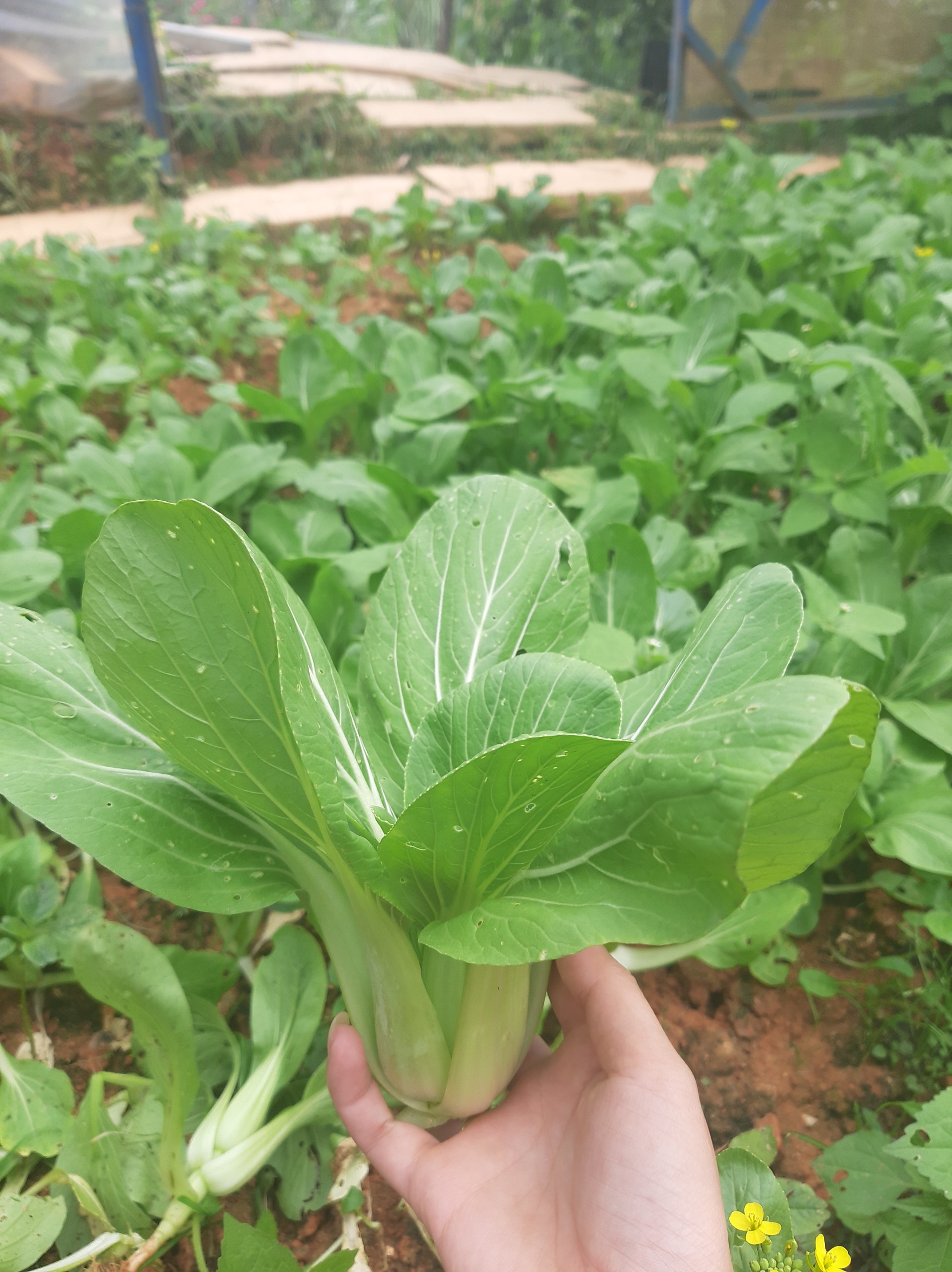 Cải thìa - 500gr