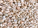 Cà phê nhân xô Robusta chế biến ướt S18