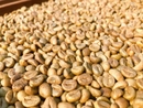 Cà phê nhân xô Robusta chế biến Honey S18