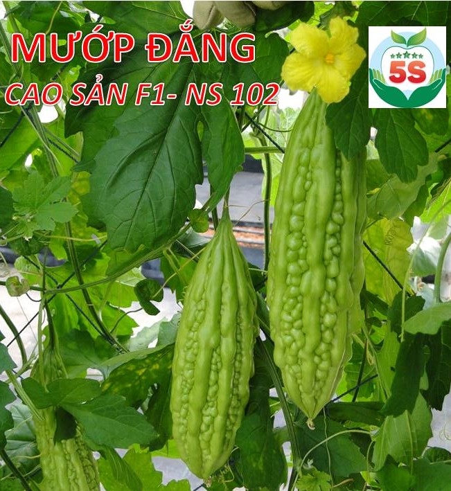 Mướp đắng cao sản 5S - 102