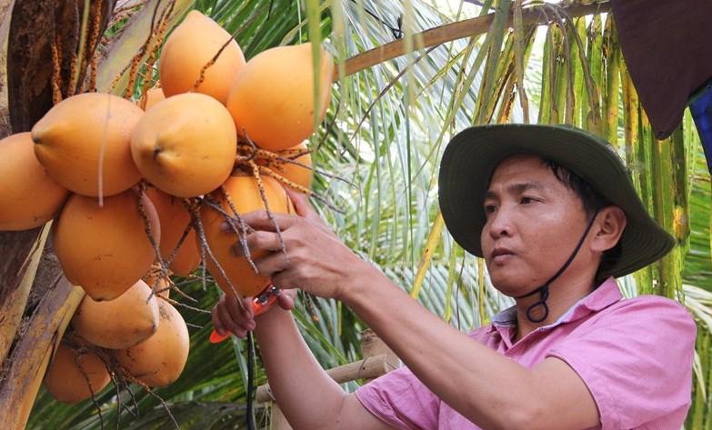 Dừa lửa vùng Nam Bộ