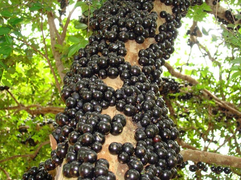 Nho thân gỗ
