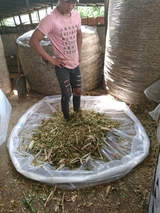 Bạt Ủ Thức Ăn Cho Gia Súc 3m - Kg- Ruvet VietNam