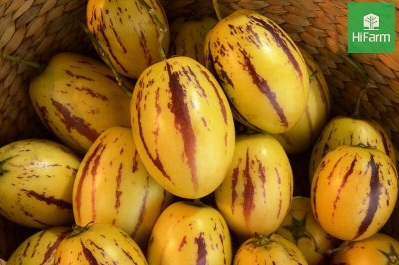 Dưa pepino tạo ngày 4/1