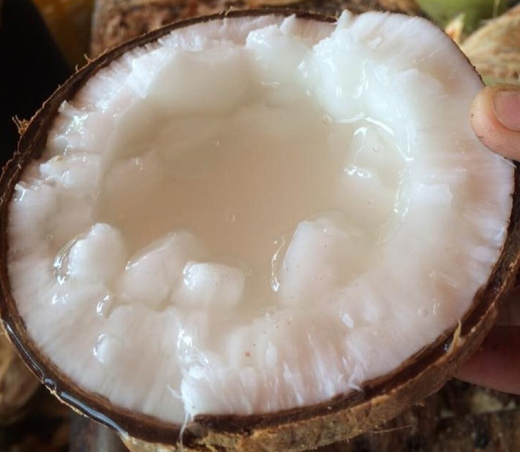 DỪA SÁP - ĐẶC SẢN TRÀ VINH. LOẠI 1, Trên 1,1KG, sáp đặc, thơm ngon đặc biệt