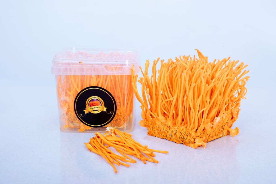 Đông trùng hạ thảo sinh khối tươi 200g 