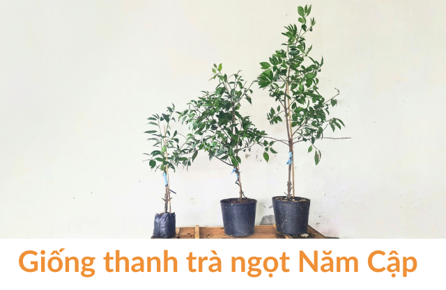 Giống thanh trà ngọt có dáng liễu rũ xuống, thường cần có phụ cột để giữ thân thẳng.