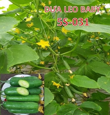 Dưa Leo Baby 5S ( Dưa chuột bao tử 5S )