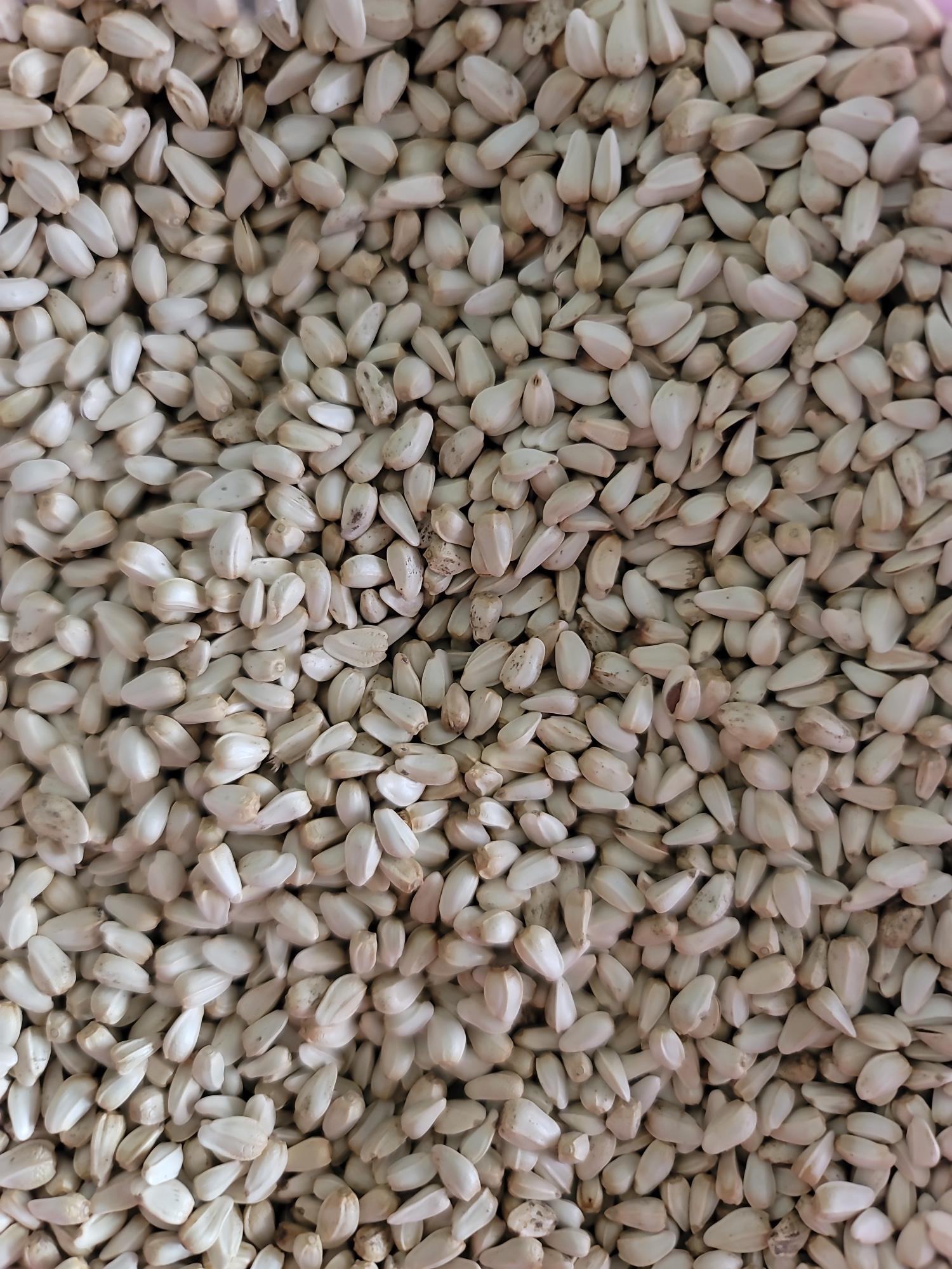Hạt kham trắng (hạt rum)