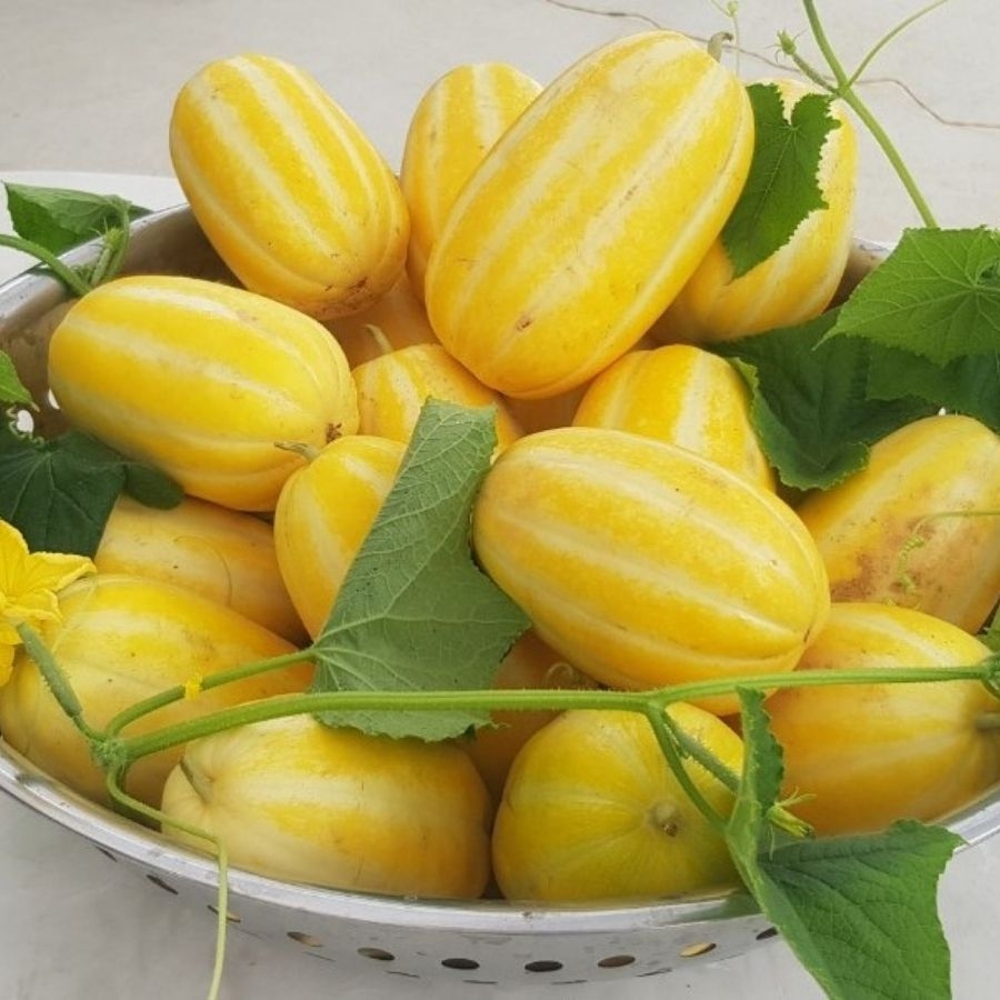 Giống Dưa Lê vàng Hàn Quốc 5S