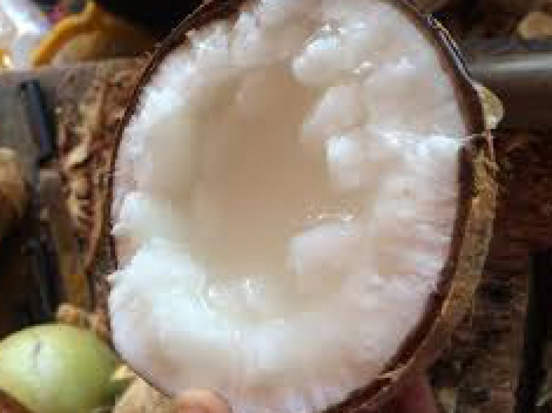 Dừa sáp - Đặc sản Trà Vinh. Loại 2 từ 0.8kg-dưới 1.1kg SÁP ĐẶC, NƯỚC KẸO