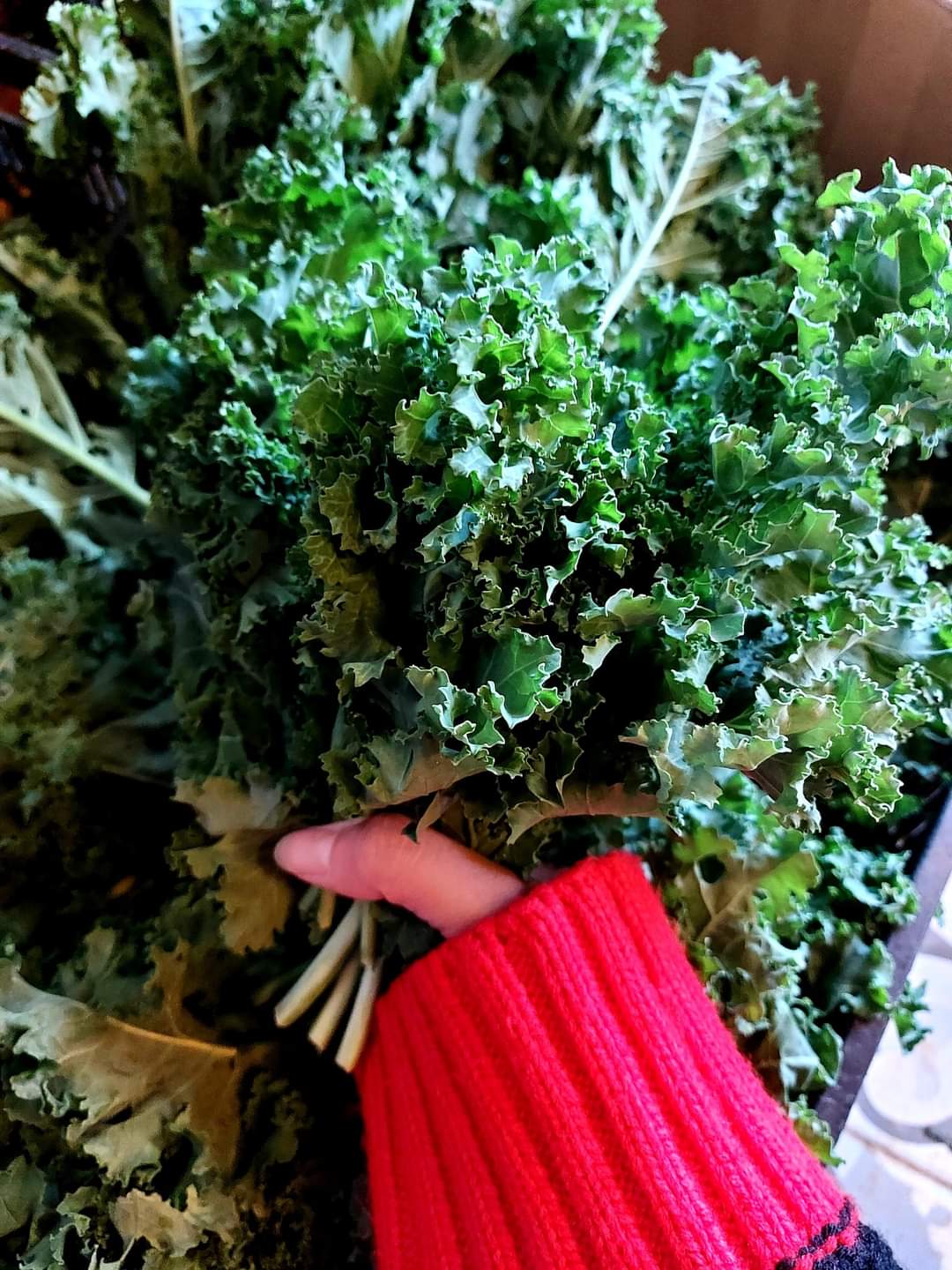 Cải xoăn( Kale) - 500gr