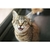 [Auto][Name] Sync product from GoSELL to TikTok 2024-11-18T16:59:33.279499+07:00