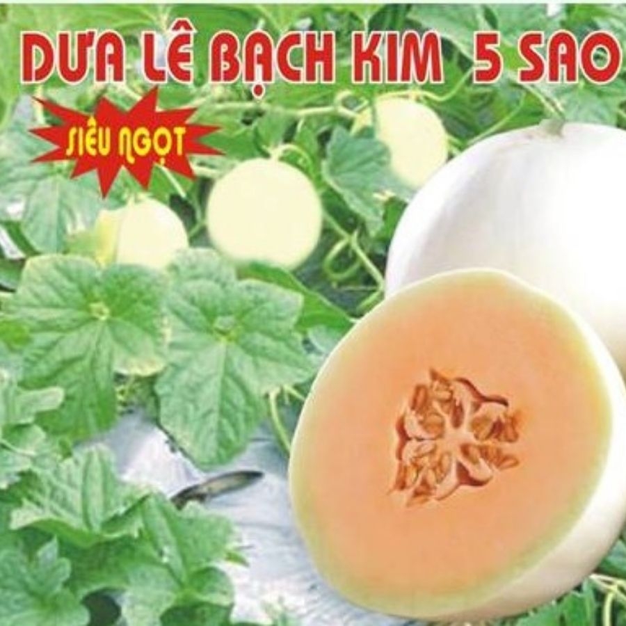 Giống Dưa Lê Bạch Kim 5 SAO