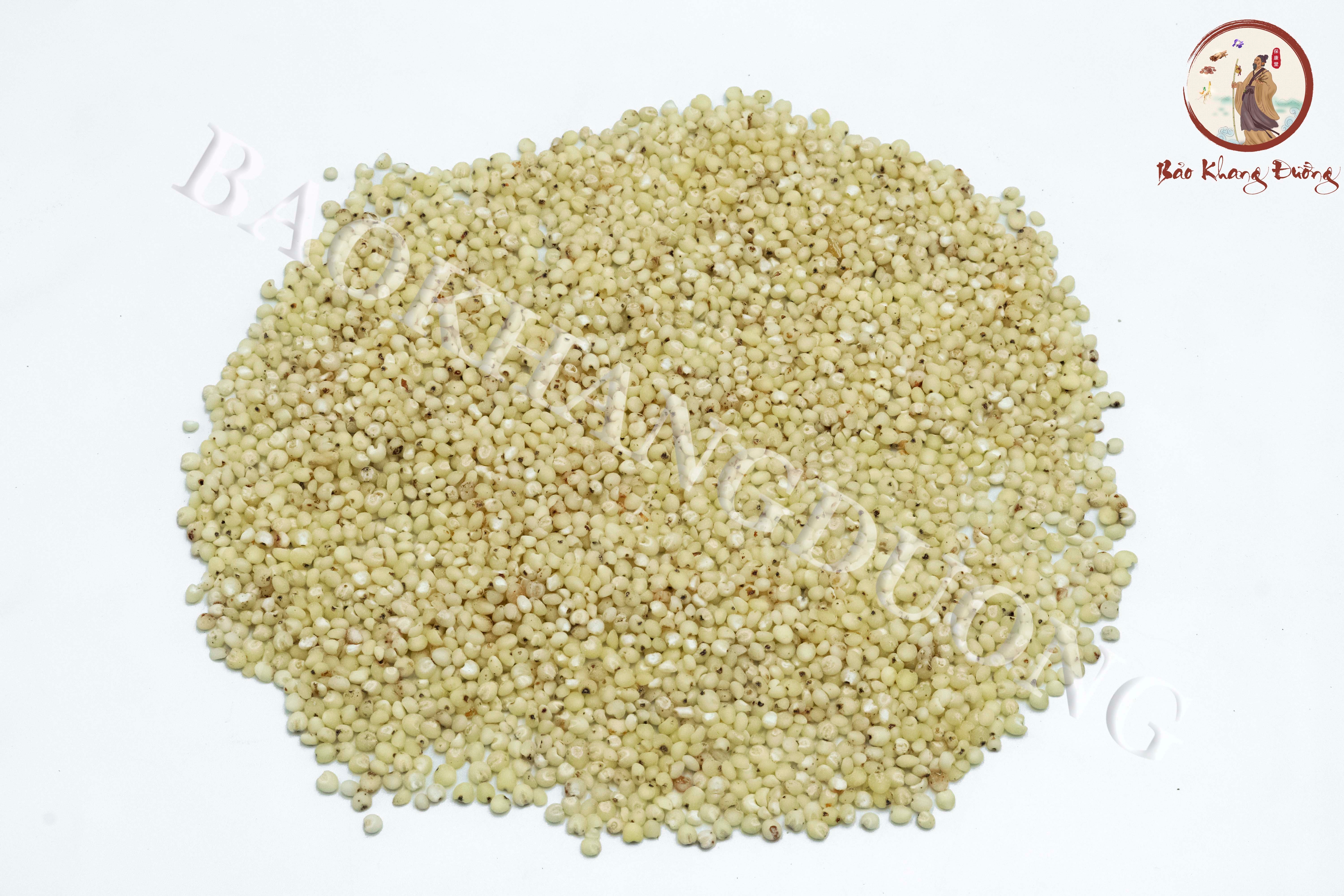 DƯỢC LIỆU Ý DĨ - 薏苡仁 (yìyǐ rén)