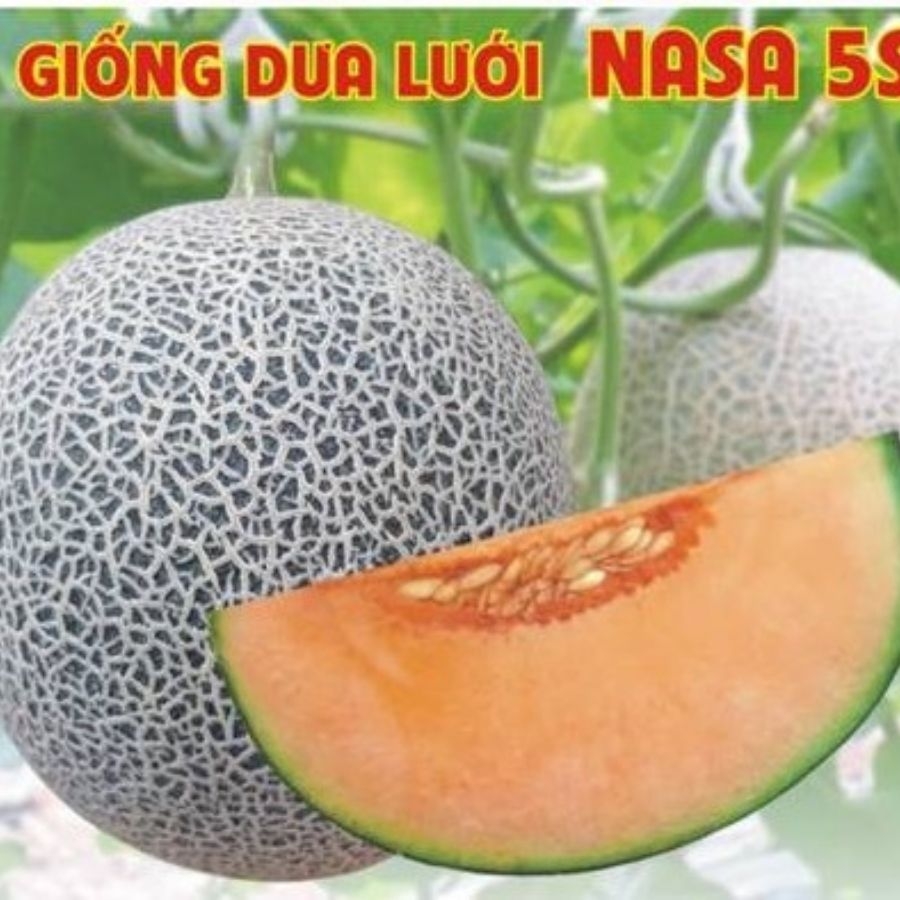 Giống Dưa Lưới NASA 5 S