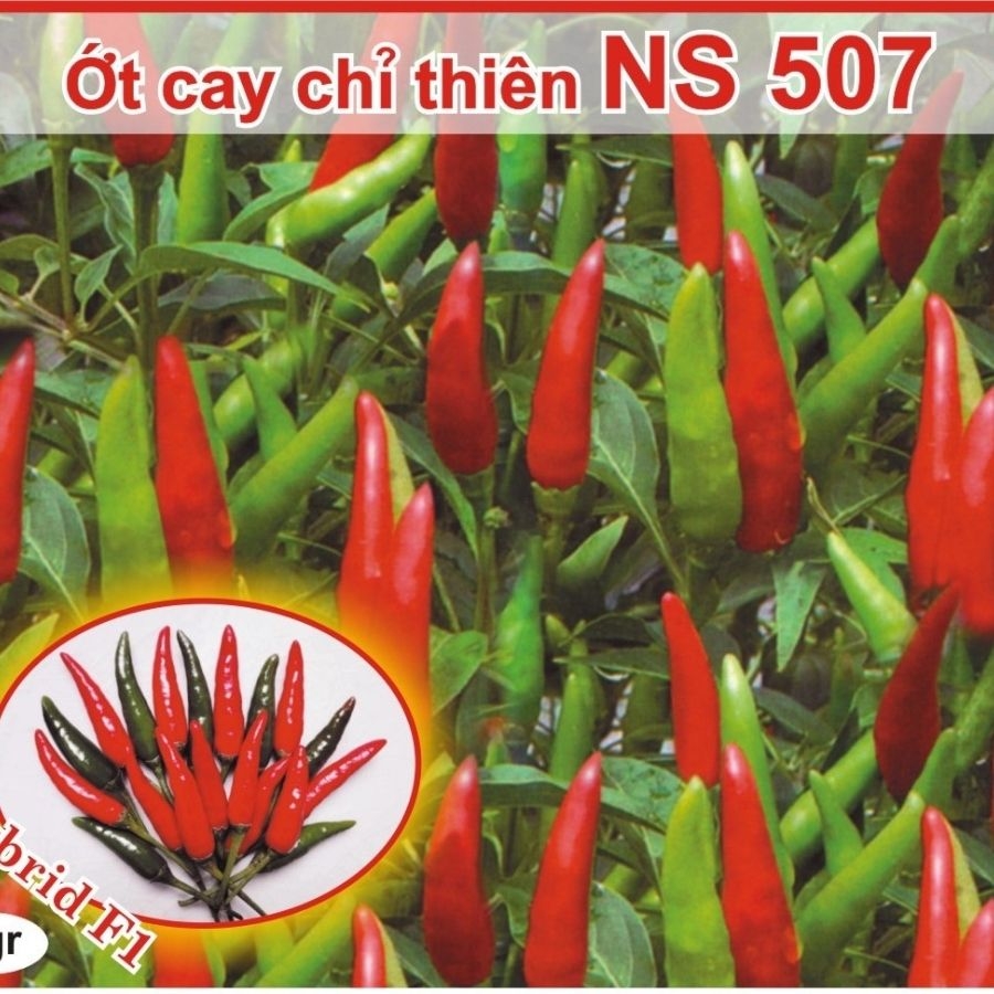 Giống Ớt Chỉ Thiên Cao Sản NS 507