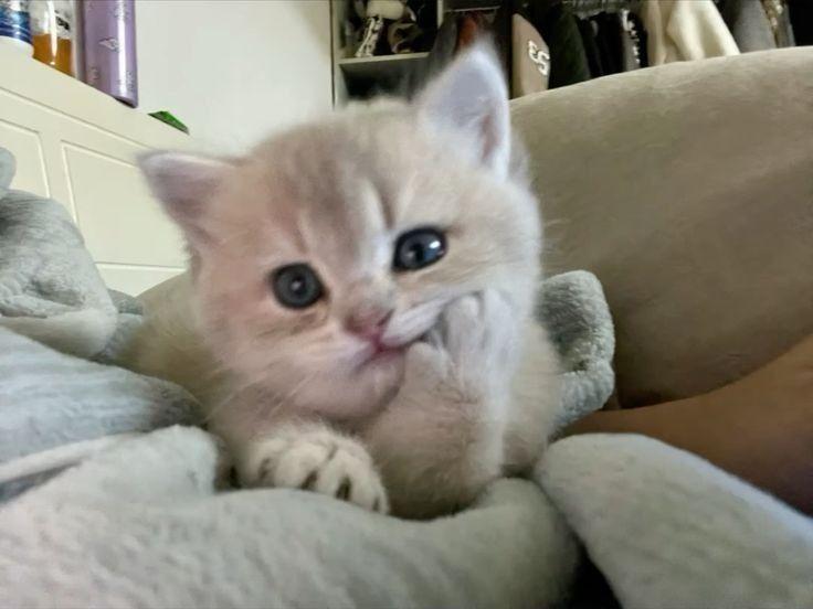 Petkits