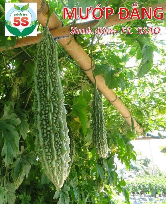 Mướp đắng gai F1 - 5SAO