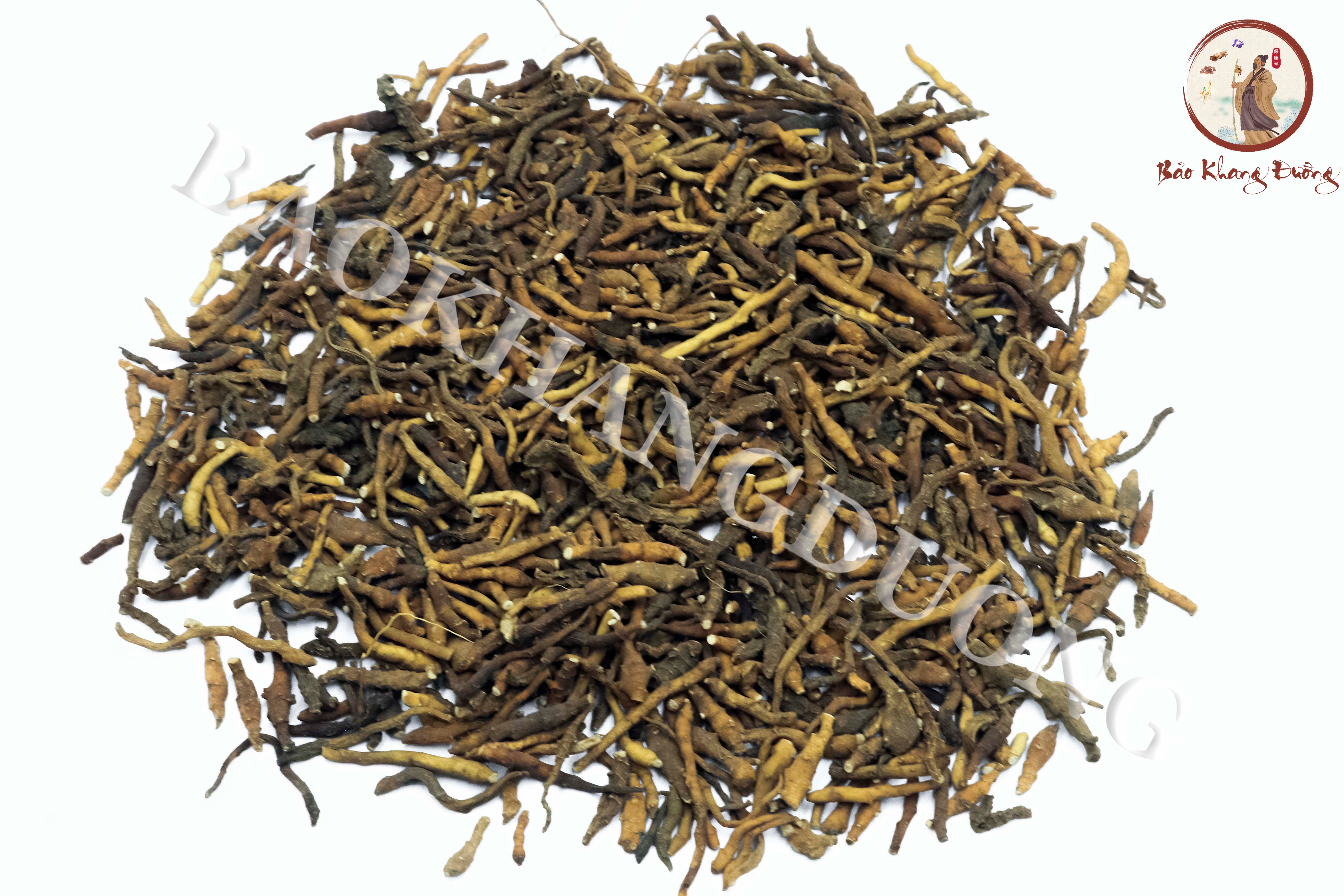 DƯỢC LIỆU CỬU TIẾT XƯƠNG BỒ