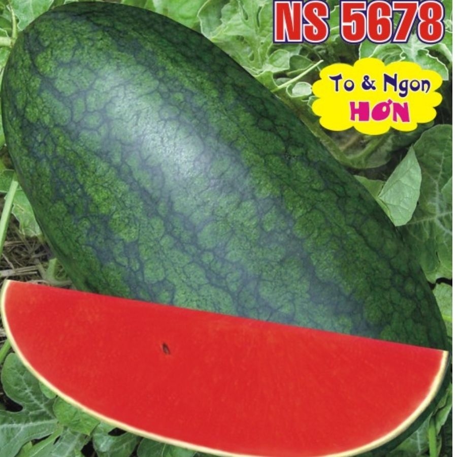 Dưa Hấu HMN :  NS 5678