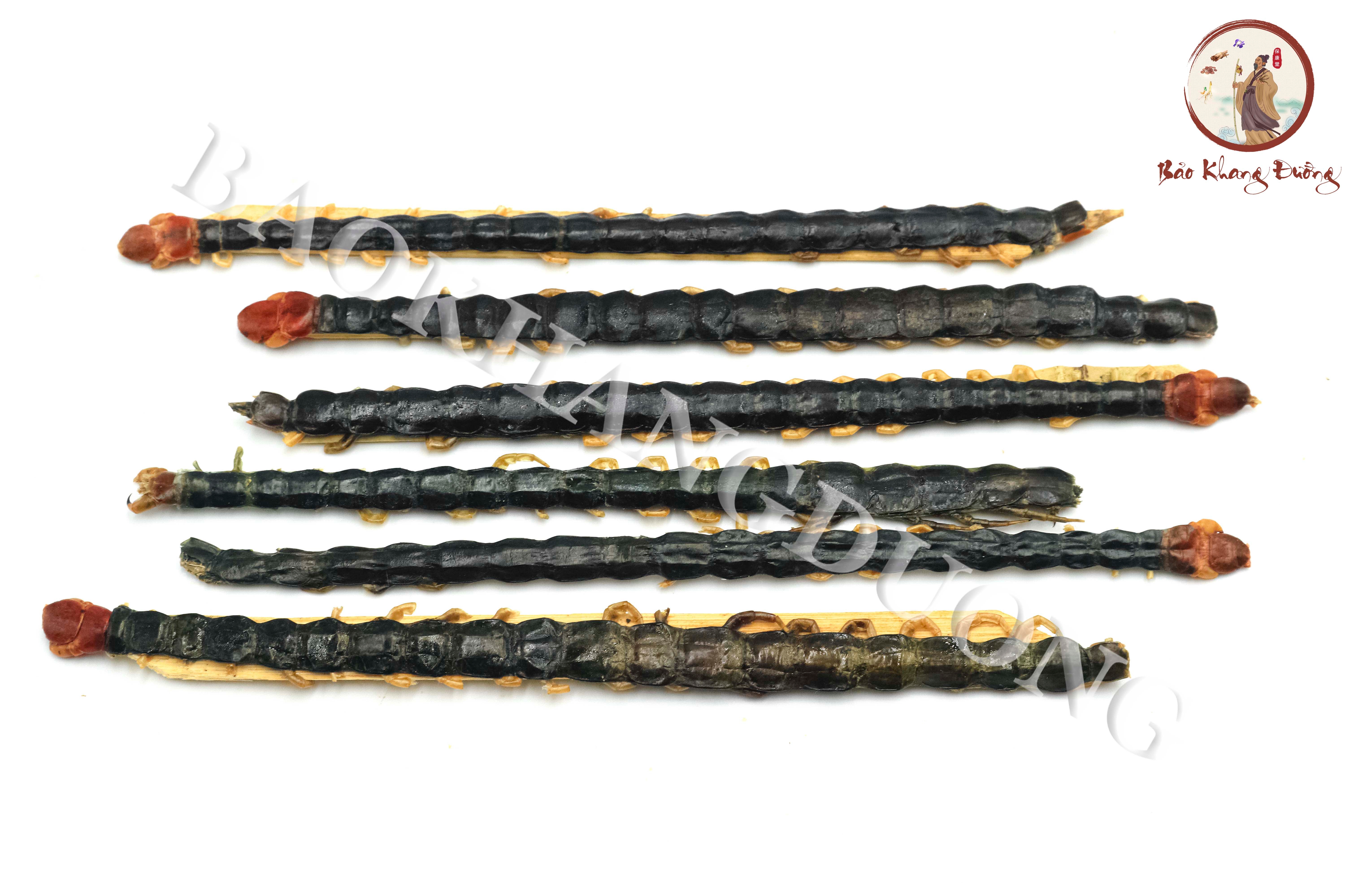 DƯỢC LIỆU NGÔ CÔNG - 蜈蚣 wú gōng