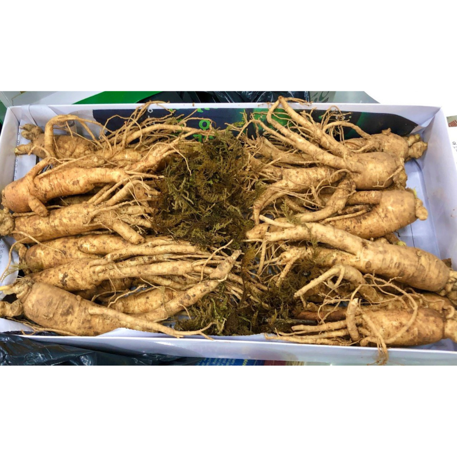 Nhân sâm tươi loại 10 củ/1kg