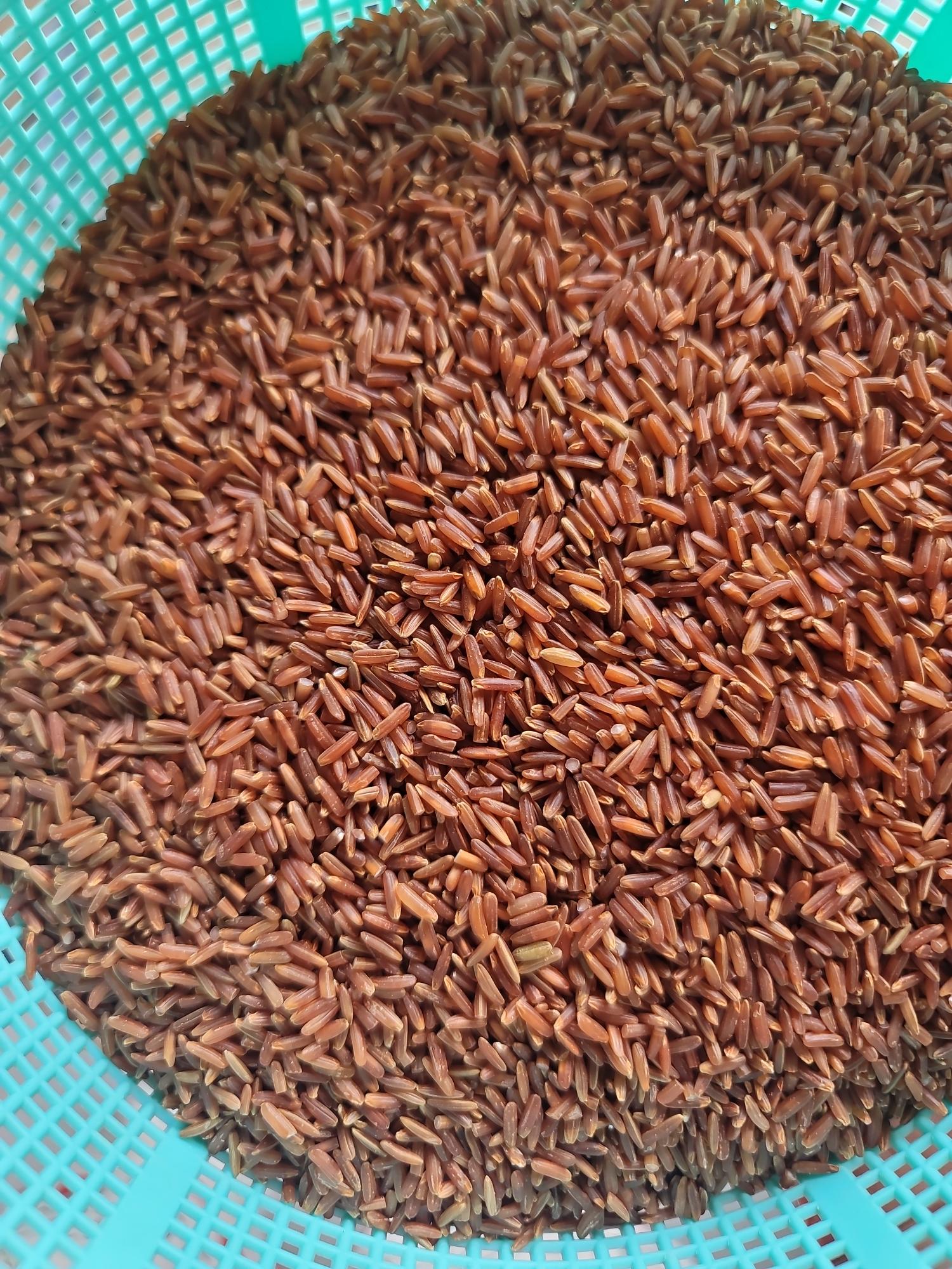 Gạo huyết rồng