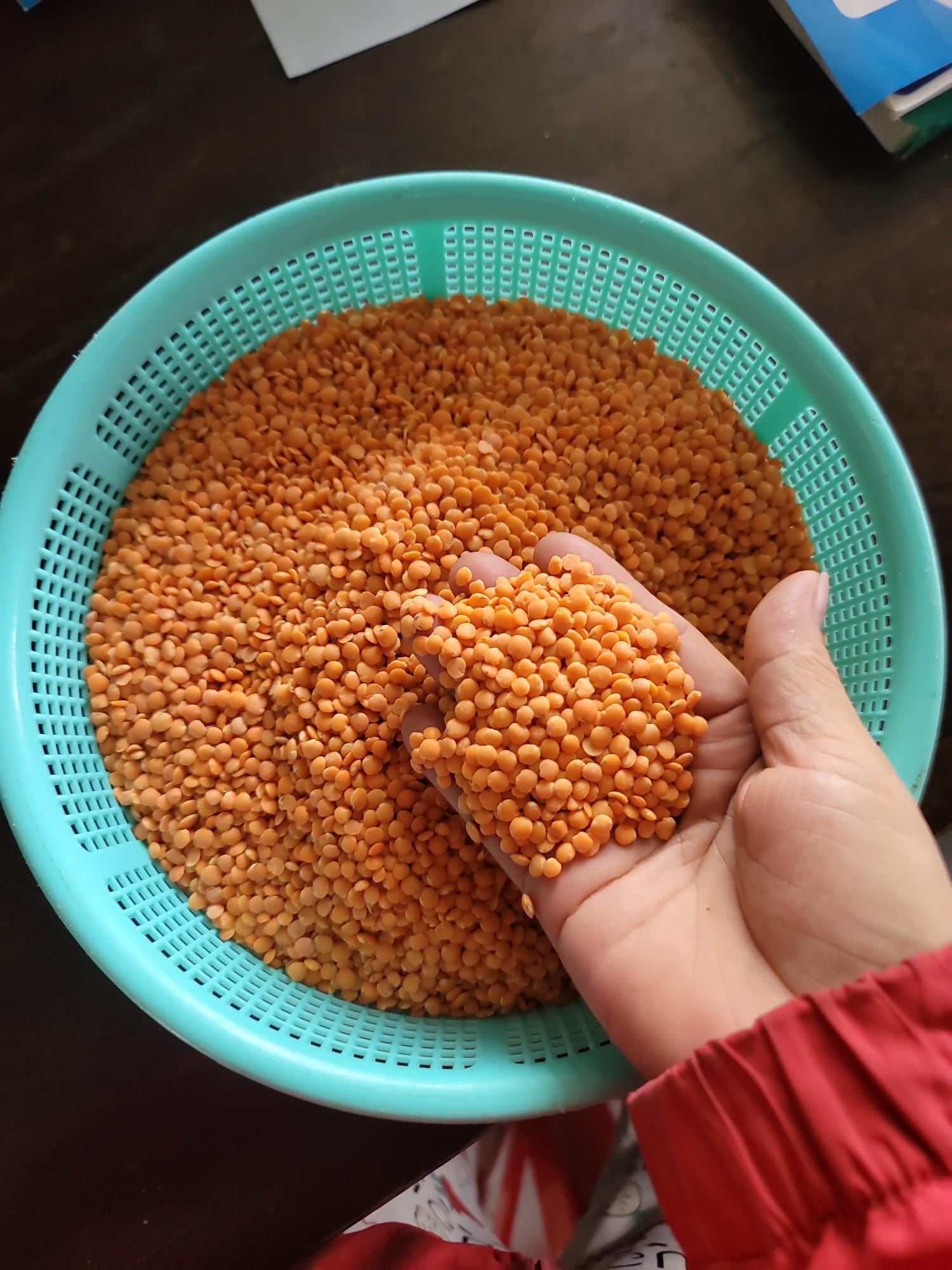 Đậu lăng đỏ
