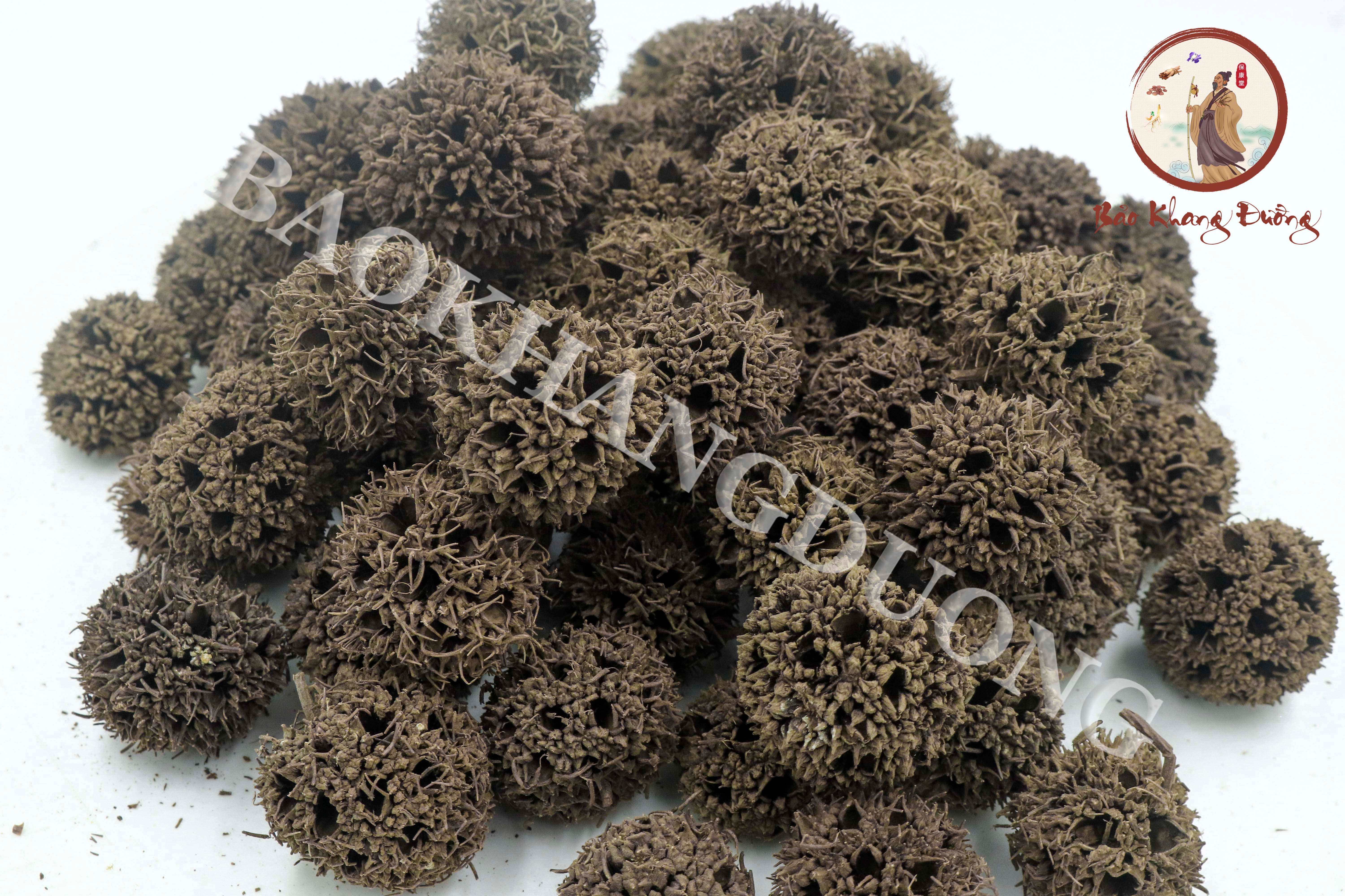 DƯỢC LIỆU LỘ LỘ THÔNG 