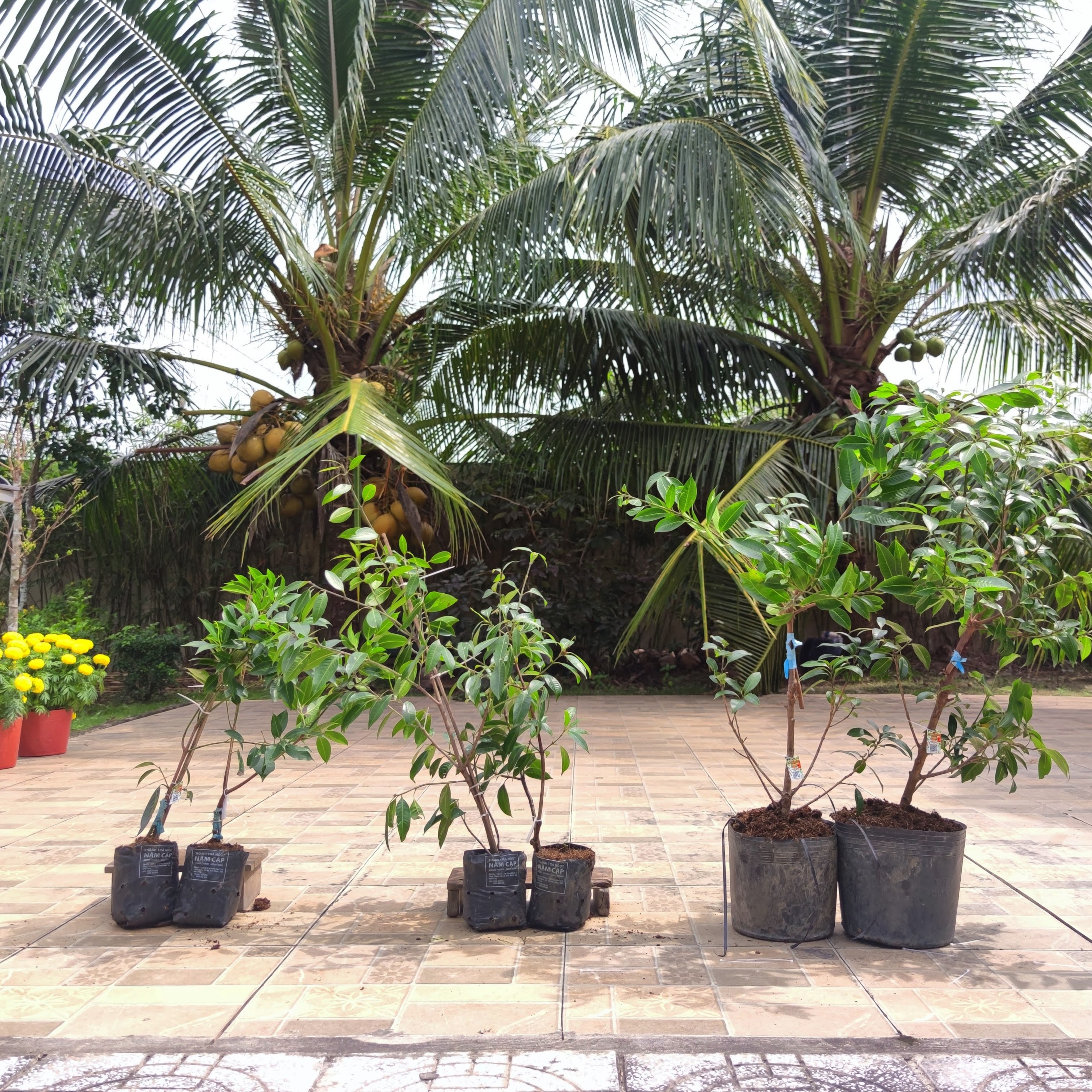 Cây giống thanh trà ngọt Năm Cập