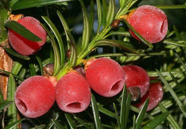Trà Bồm Dứa 10